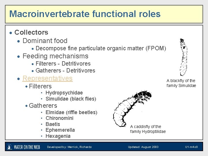Macroinvertebrate functional roles · Collectors · Dominant food · Decompose fine particulate organic matter