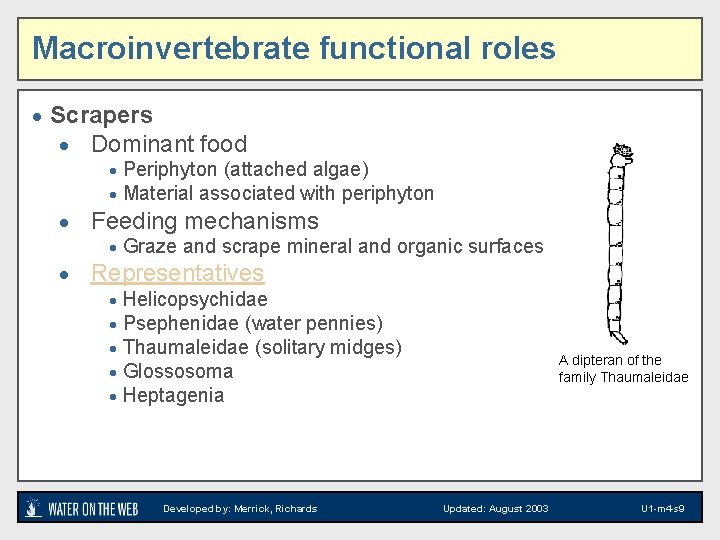 Macroinvertebrate functional roles · Scrapers · Dominant food · Periphyton (attached algae) · Material