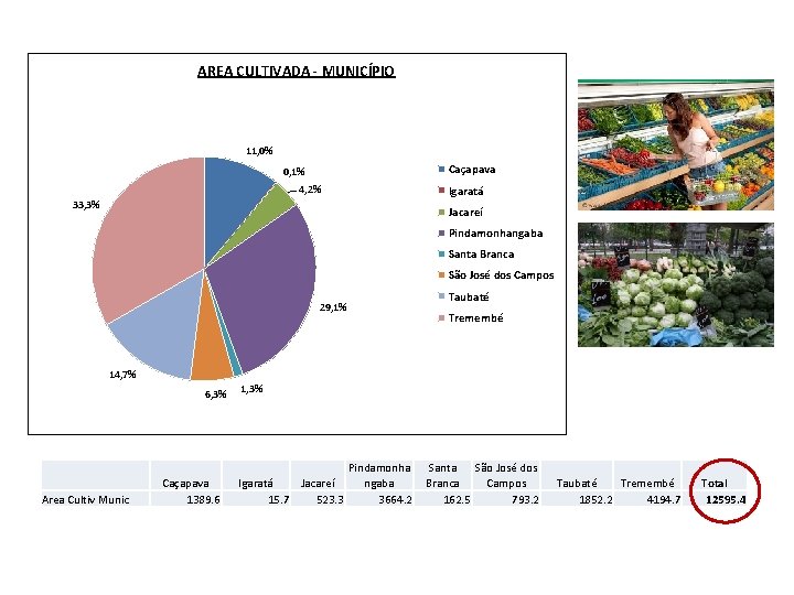 AREA CULTIVADA - MUNICÍPIO 11, 0% Caçapava 0, 1% 4, 2% Igaratá 33, 3%