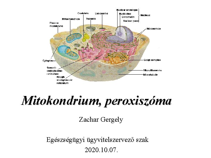Mitokondrium, peroxiszóma Zachar Gergely Egészségügyi ügyvitelszervező szak 2020. 10. 07. 
