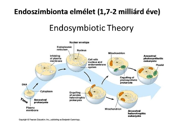 Endoszimbionta elmélet (1, 7 -2 milliárd éve) 