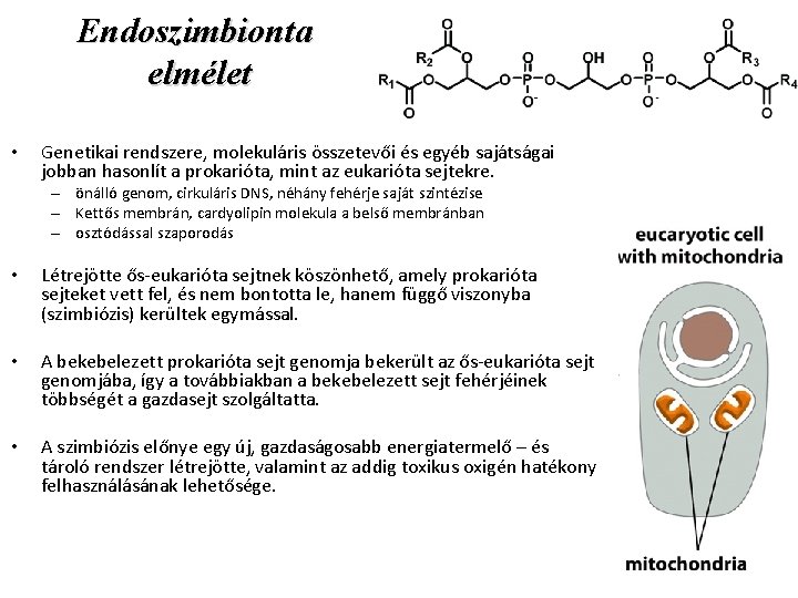 Endoszimbionta elmélet • Genetikai rendszere, molekuláris összetevői és egyéb sajátságai jobban hasonlít a prokarióta,