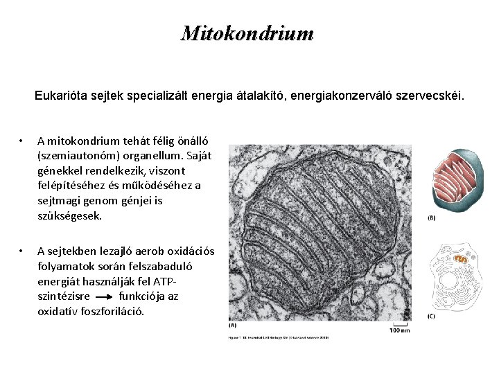 Mitokondrium Eukarióta sejtek specializált energia átalakító, energiakonzerváló szervecskéi. • A mitokondrium tehát félig önálló