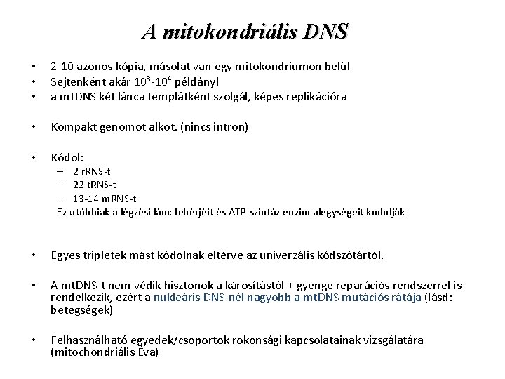A mitokondriális DNS • • • 2 -10 azonos kópia, másolat van egy mitokondriumon