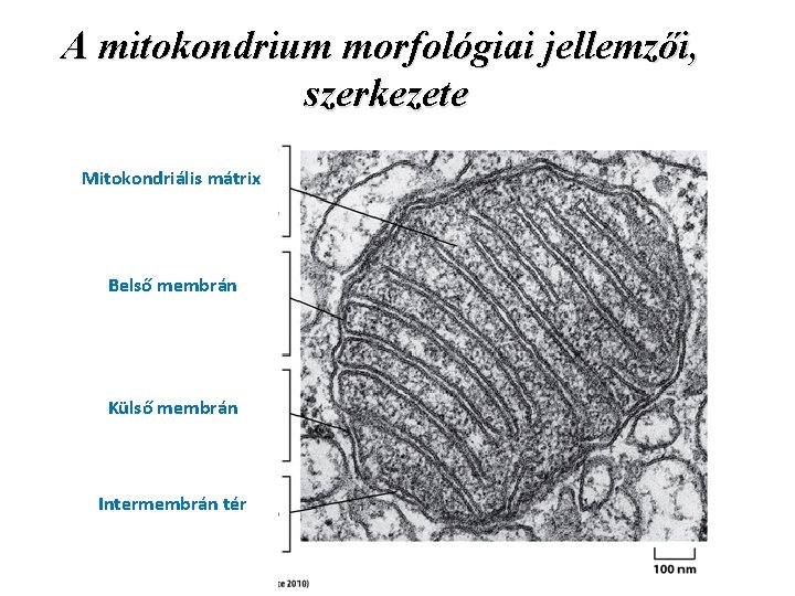 A mitokondrium morfológiai jellemzői, szerkezete Mitokondriális mátrix Belső membrán Külső membrán Intermembrán tér 