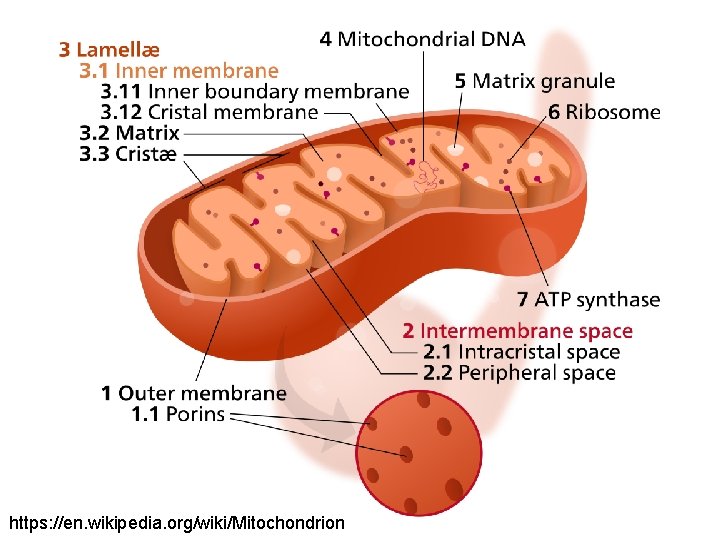 https: //en. wikipedia. org/wiki/Mitochondrion 