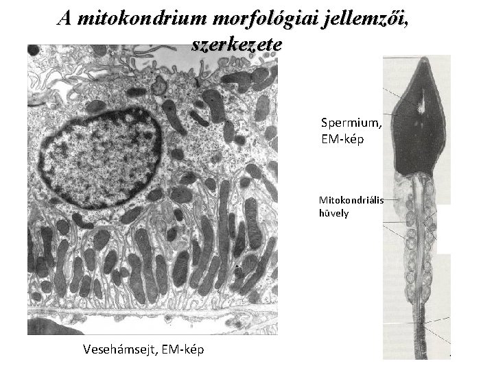 A mitokondrium morfológiai jellemzői, szerkezete Spermium, EM-kép Mitokondriális hüvely Vesehámsejt, EM-kép 