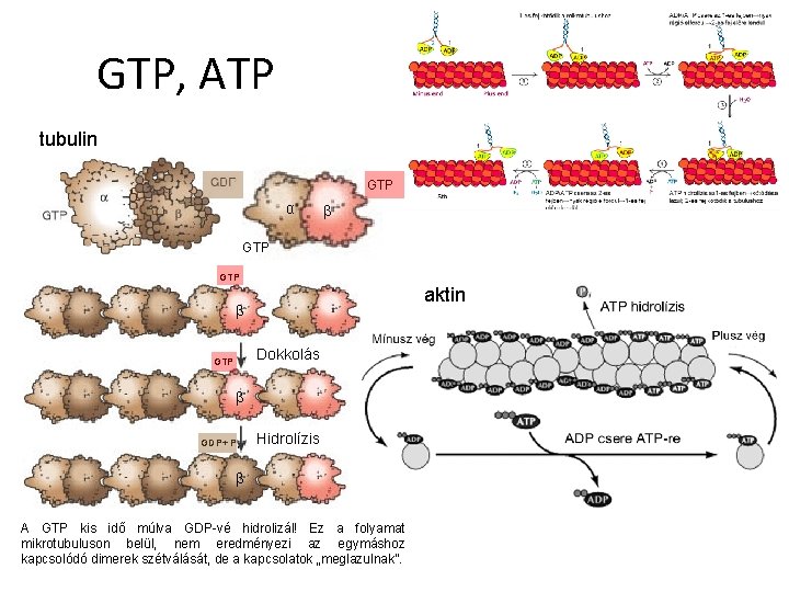 GTP, ATP tubulin GTP α β GTP aktin β Dokkolás GTP β GDP+ Pi