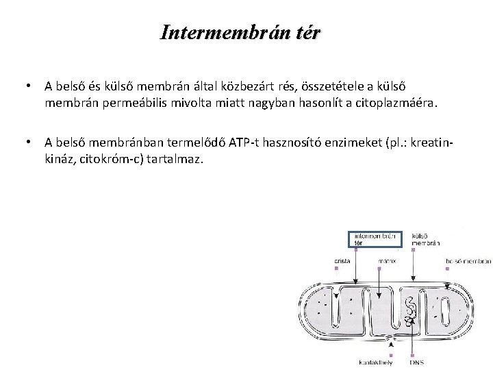 Intermembrán tér • A belső és külső membrán által közbezárt rés, összetétele a külső