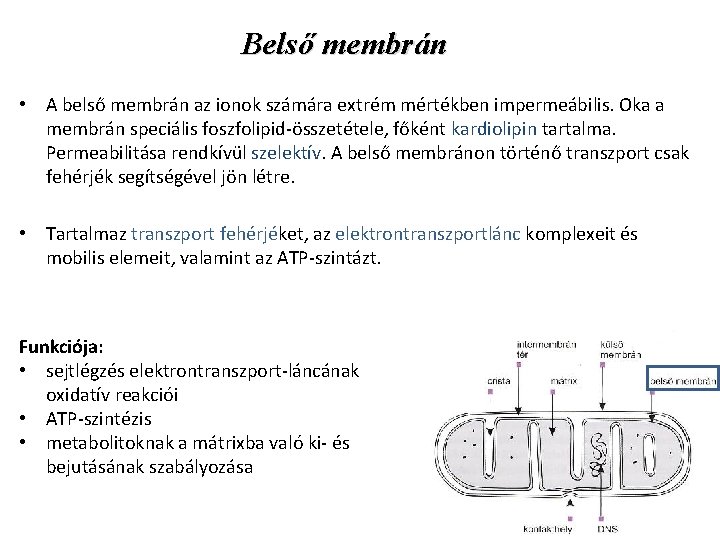Belső membrán • A belső membrán az ionok számára extrém mértékben impermeábilis. Oka a