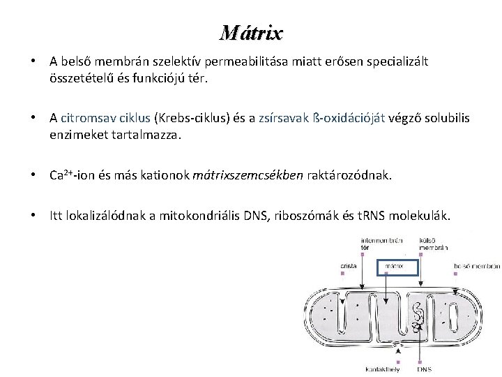 Mátrix • A belső membrán szelektív permeabilitása miatt erősen specializált összetételű és funkciójú tér.