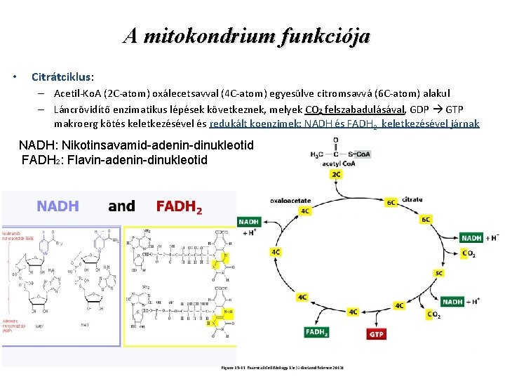 A mitokondrium funkciója • Citrátciklus: – Acetil-Ko. A (2 C-atom) oxálecetsavval (4 C-atom) egyesülve