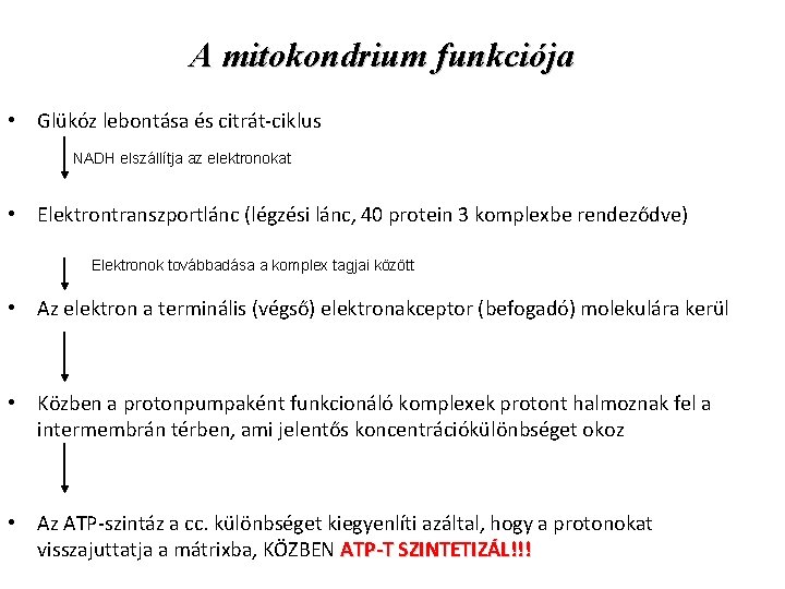 A mitokondrium funkciója • Glükóz lebontása és citrát-ciklus NADH elszállítja az elektronokat • Elektrontranszportlánc