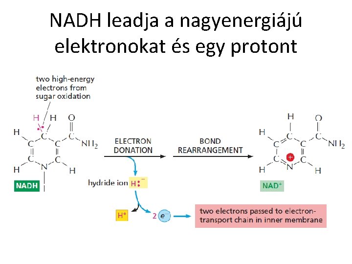 NADH leadja a nagyenergiájú elektronokat és egy protont 