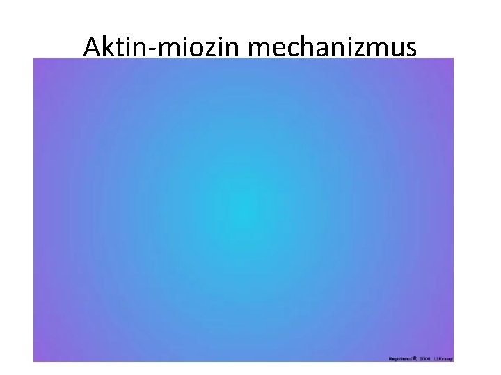 Aktin-miozin mechanizmus 