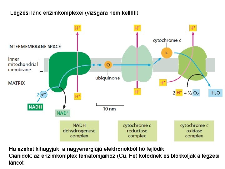 Légzési lánc enzimkomplexei (vizsgára nem kell!!!!) Ha ezeket kihagyjuk, a nagyenergiájú elektronokból hő fejlődik