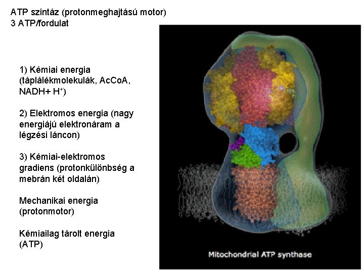 ATP szintáz (protonmeghajtású motor) 3 ATP/fordulat 1) Kémiai energia (táplálékmolekulák, Ac. Co. A, NADH+