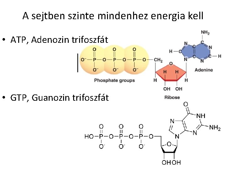 A sejtben szinte mindenhez energia kell • ATP, Adenozin trifoszfát • GTP, Guanozin trifoszfát