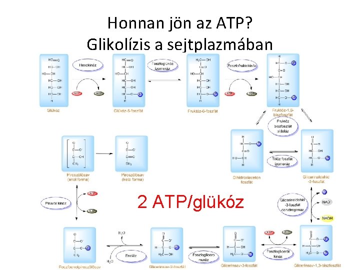 Honnan jön az ATP? Glikolízis a sejtplazmában 2 ATP/glükóz 