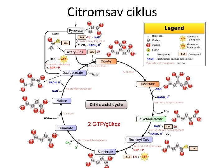 Citromsav ciklus 2 GTP/gükóz 