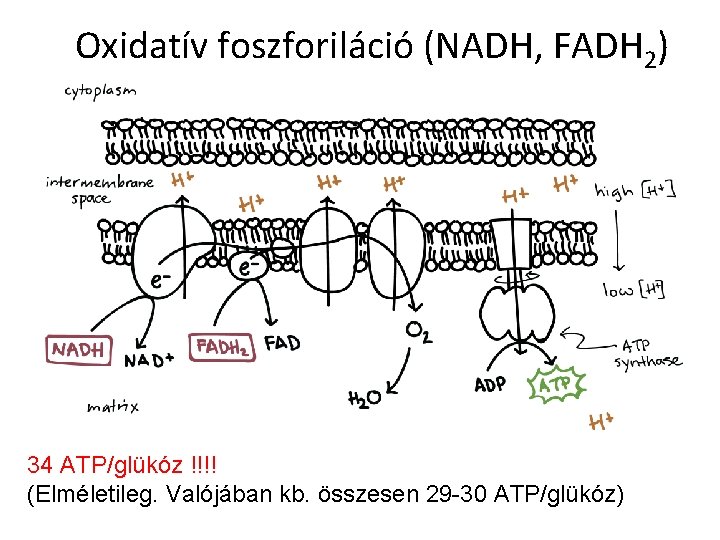 Oxidatív foszforiláció (NADH, FADH 2) 34 ATP/glükóz !!!! (Elméletileg. Valójában kb. összesen 29 -30