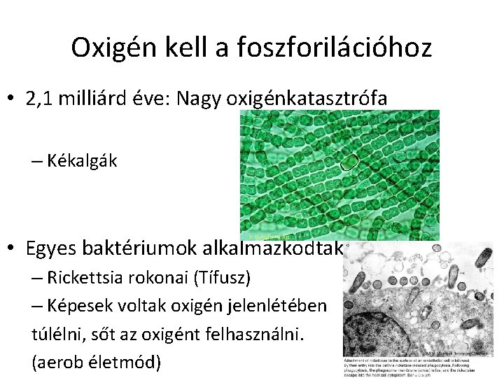 Oxigén kell a foszforilációhoz • 2, 1 milliárd éve: Nagy oxigénkatasztrófa – Kékalgák •
