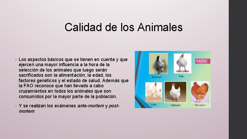 Calidad de los Animales • Los aspectos básicos que se tienen en cuenta y