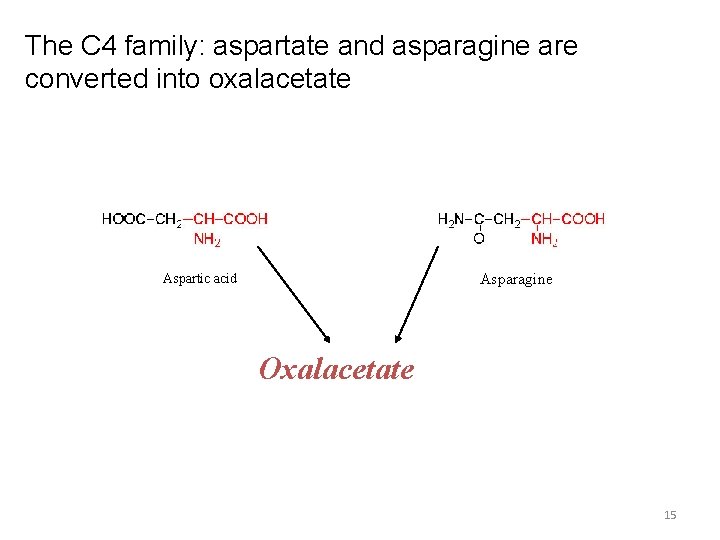 The C 4 family: aspartate and asparagine are converted into oxalacetate Asparagine Aspartic acid