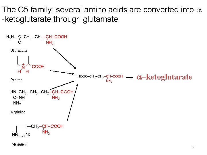 The C 5 family: several amino acids are converted into a -ketoglutarate through glutamate