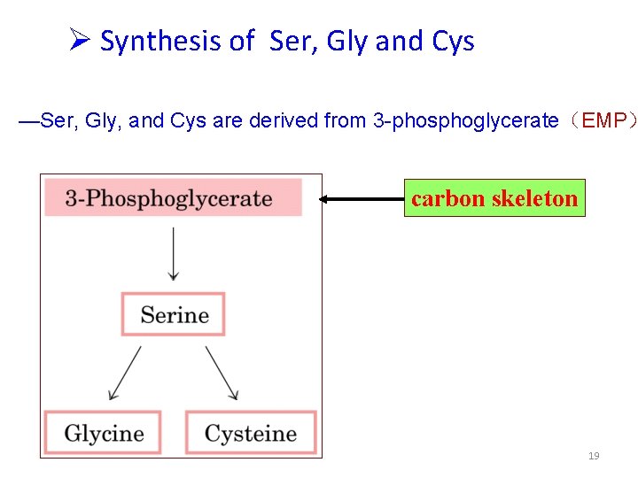  Synthesis of Ser, Gly and Cys —Ser, Gly, and Cys are derived from