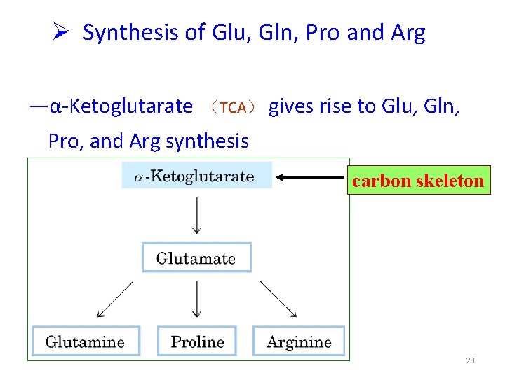  Synthesis of Glu, Gln, Pro and Arg —α-Ketoglutarate （TCA） gives rise to Glu,