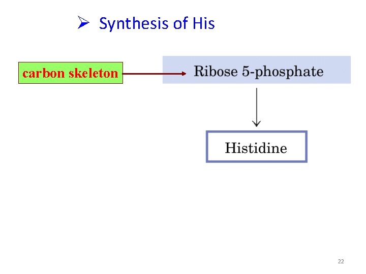  Synthesis of His carbon skeleton 22 