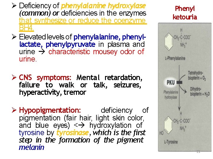  Deficiency of phenylalanine hydroxylase (common) or deficiencies in the enzymes that synthesize or