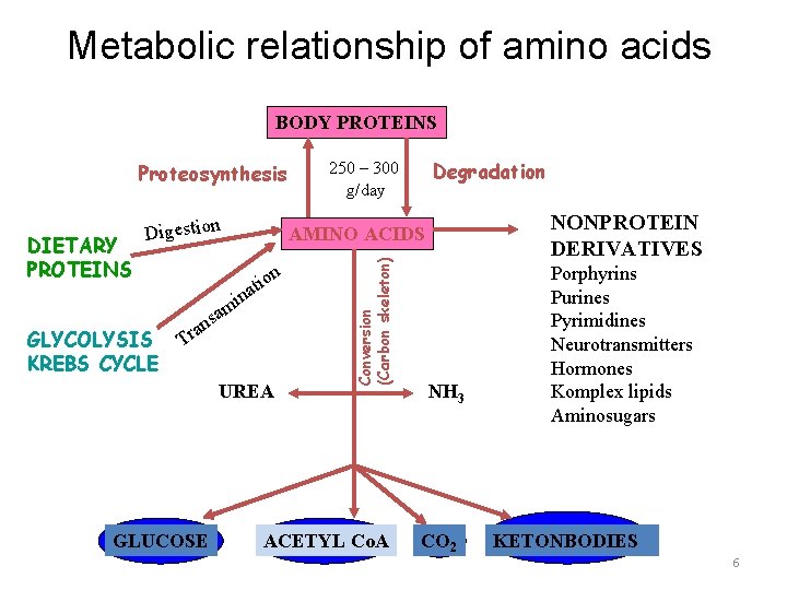 Metabolic relationship of amino acids BODY PROTEINS Proteosynthesis on i t a n GLYCOLYSIS