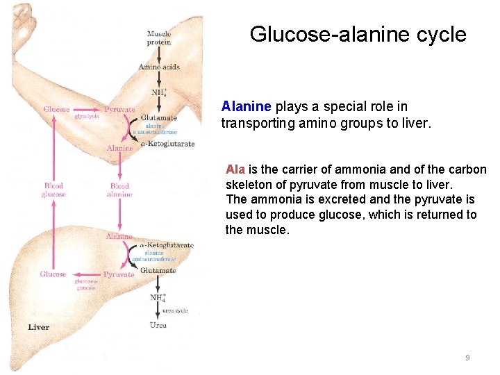 Glucose-alanine cycle Alanine plays a special role in transporting amino groups to liver. Ala