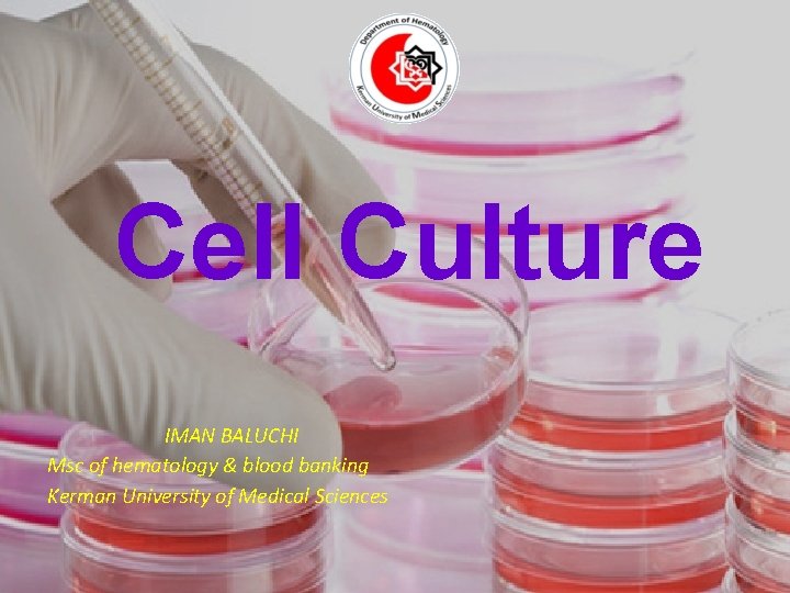 Cell Culture IMAN BALUCHI Msc of hematology & blood banking Kerman University of Medical