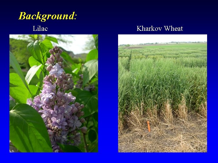 Background: Lilac Kharkov Wheat 