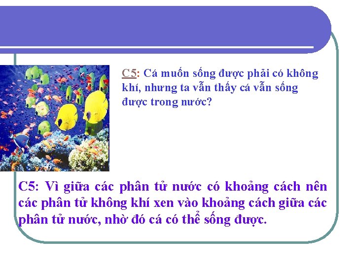 C 5: Cá muốn sống được phải có không khí, nhưng ta vẫn thấy