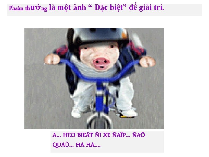 Phaàn thưởng là một ảnh “ Đặc biệt” để giải trí. A… HEO BIEÁT