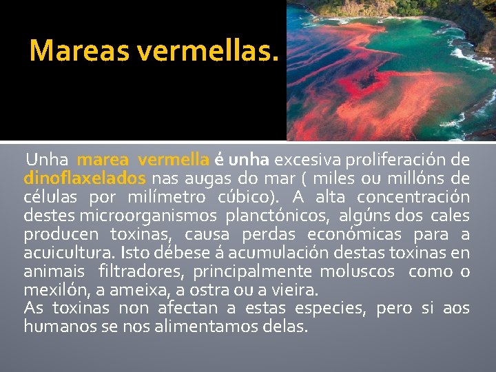 Mareas vermellas. Unha marea vermella é unha excesiva proliferación de dinoflaxelados nas augas do