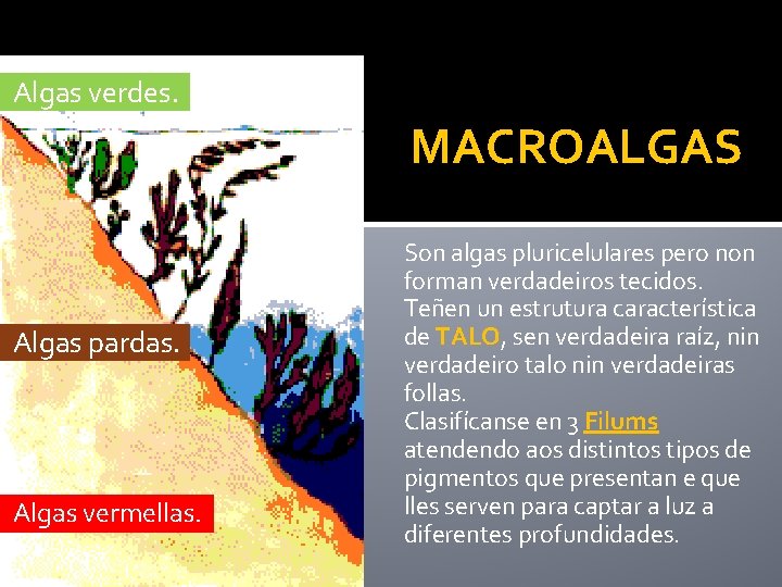 Algas verdes. MACROALGAS Algas pardas. Algas vermellas. Son algas pluricelulares pero non forman verdadeiros