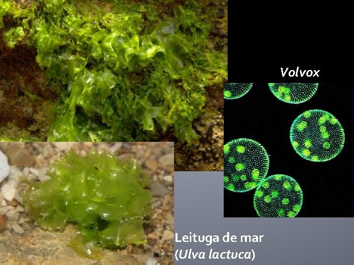 Volvox Leituga de mar (Ulva lactuca) 