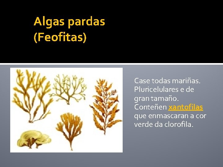 Algas pardas (Feofitas) Case todas mariñas. Pluricelulares e de gran tamaño. Conteñen xantofilas que