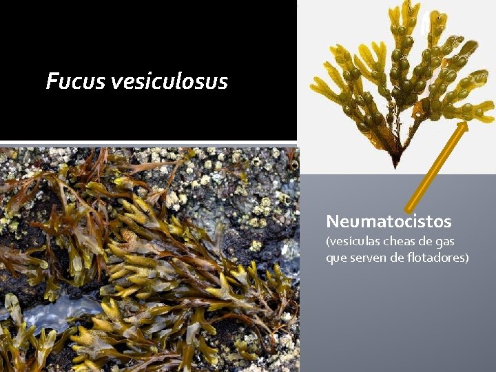 Fucus vesiculosus Neumatocistos (vesículas cheas de gas que serven de flotadores) 