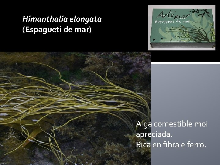 Himanthalia elongata (Espagueti de mar) Alga comestible moi apreciada. Rica en fibra e ferro.