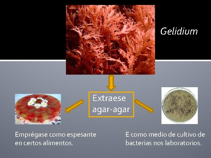 Gelidium Extraese agar-agar Emprégase como espesante en certos alimentos. E como medio de cultivo