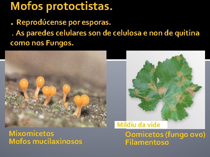 Mofos protoctistas. . Reprodúcense por esporas. . As paredes celulares son de celulosa e