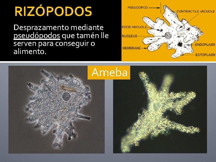 RIZÓPODOS Desprazamento mediante pseudópodos que tamén lle serven para conseguir o alimento. Ameba 