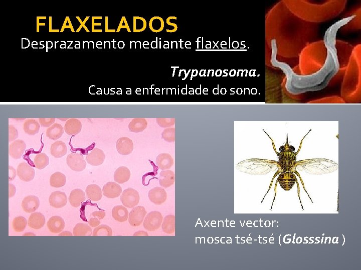 FLAXELADOS Desprazamento mediante flaxelos. Trypanosoma. Causa a enfermidade do sono. Axente vector: mosca tsé-tsé