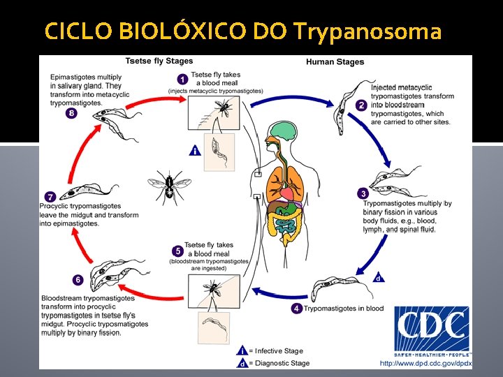 CICLO BIOLÓXICO DO Trypanosoma 